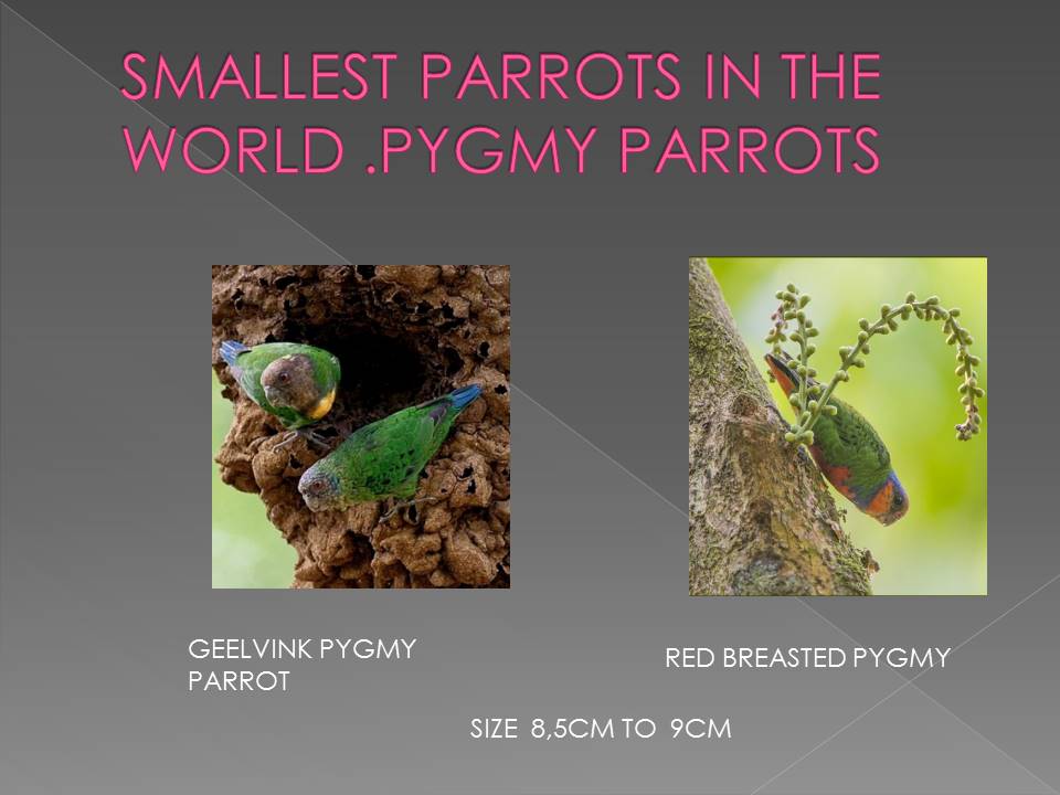 Smallest Parrot in Aviculture Slide